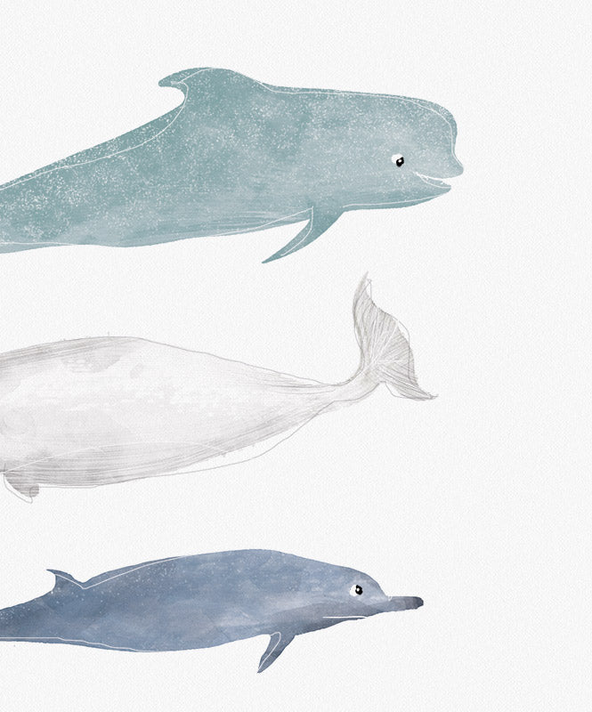 Poster Sea mammals for kids - Posters Catita illustrations